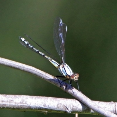 Diphlebia nymphoides (Arrowhead Rockmaster) at Kambah Pool - 31 Oct 2018 by RodDeb