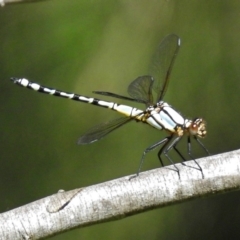 Diphlebia nymphoides at Kambah Pool - 1 Nov 2018