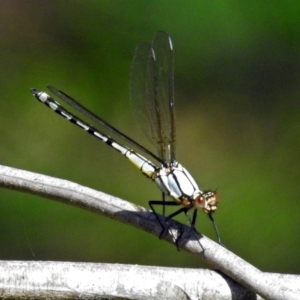 Diphlebia nymphoides at Kambah Pool - 1 Nov 2018