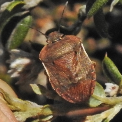 Dictyotus caenosus (Brown Shield Bug) at Cotter River, ACT - 1 Nov 2018 by JohnBundock
