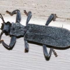 Eunatalis sp. (Genus) (A Clerid Beetle) at Ainslie, ACT - 1 Nov 2018 by jbromilow50