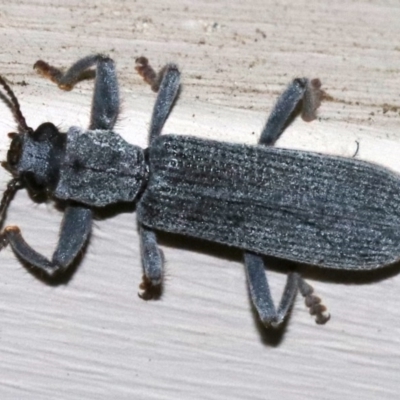 Eunatalis sp. (Genus) (A Clerid Beetle) at Ainslie, ACT - 1 Nov 2018 by jb2602