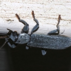 Eunatalis sp. (Genus) at Ainslie, ACT - 1 Nov 2018 09:30 PM