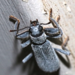 Eunatalis sp. (Genus) at Ainslie, ACT - 1 Nov 2018