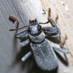 Eunatalis sp. (Genus) at Ainslie, ACT - 1 Nov 2018 09:30 PM