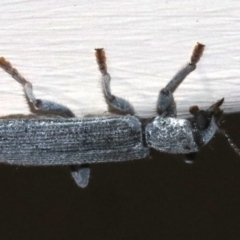 Eunatalis sp. (Genus) at Ainslie, ACT - 1 Nov 2018 09:30 PM