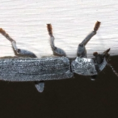 Eunatalis sp. (Genus) at Ainslie, ACT - 1 Nov 2018