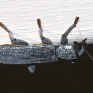 Eunatalis sp. (Genus) at Ainslie, ACT - 1 Nov 2018