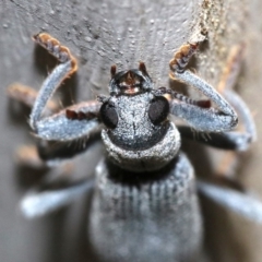 Eunatalis sp. (Genus) at Ainslie, ACT - 1 Nov 2018 09:30 PM