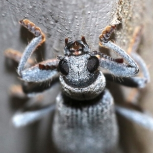 Eunatalis sp. (Genus) at Ainslie, ACT - 1 Nov 2018