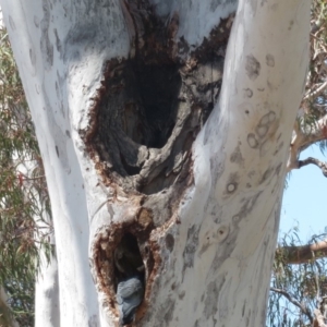 Callocephalon fimbriatum at Griffith, ACT - suppressed