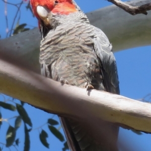 Callocephalon fimbriatum at Hughes, ACT - 26 Oct 2018