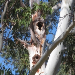 Callocephalon fimbriatum at Hughes, ACT - 26 Oct 2018