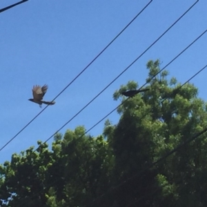 Eudynamys orientalis at Ainslie, ACT - 28 Oct 2018