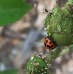 Coccinella transversalis (Transverse Ladybird) at Ainslie, ACT - 1 Nov 2018 by juddernaut