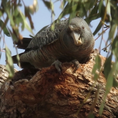 Callocephalon fimbriatum (Gang-gang Cockatoo) at Red Hill Nature Reserve - 27 Oct 2018 by RobParnell