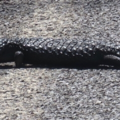 Tiliqua rugosa (Shingleback Lizard) at Majura, ACT - 30 Oct 2018 by RobParnell