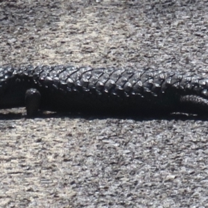 Tiliqua rugosa at Majura, ACT - 30 Oct 2018