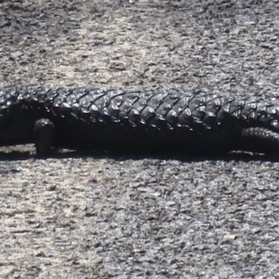 Tiliqua rugosa (Shingleback Lizard) at Mount Ainslie - 30 Oct 2018 by RobParnell