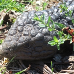 Tiliqua rugosa at Majura, ACT - 30 Oct 2018