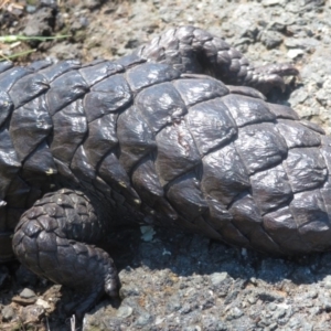 Tiliqua rugosa at Majura, ACT - 30 Oct 2018