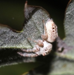 Opisthoncus grassator (Jumping spider) at Ainslie, ACT - 1 Nov 2018 by jbromilow50