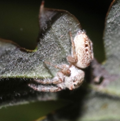 Opisthoncus grassator (Jumping spider) at Ainslie, ACT - 1 Nov 2018 by jb2602