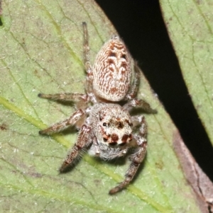 Opisthoncus grassator at Ainslie, ACT - 1 Nov 2018