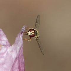Simosyrphus grandicornis (Common hover fly) at Kambah Pool - 31 Oct 2018 by RodDeb