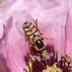 Simosyrphus grandicornis at Kambah Pool - 1 Nov 2018 10:10 AM