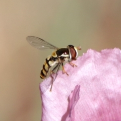 Simosyrphus grandicornis at Kambah Pool - 1 Nov 2018 10:10 AM