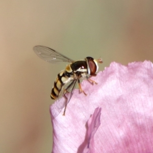 Simosyrphus grandicornis at Kambah Pool - 1 Nov 2018 10:10 AM