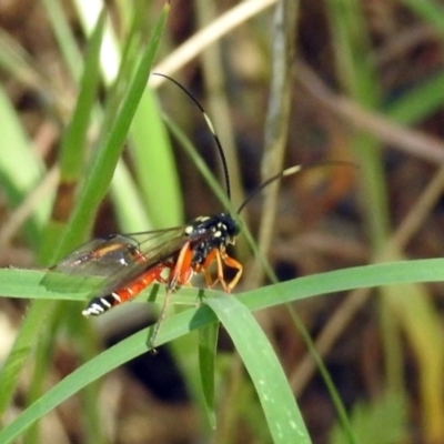 Gotra sp. (genus) (Unidentified Gotra ichneumon wasp) at Kambah Pool - 31 Oct 2018 by RodDeb