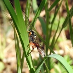 Gotra sp. (genus) at Tuggeranong DC, ACT - 1 Nov 2018