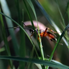 Gotra sp. (genus) at Tuggeranong DC, ACT - 1 Nov 2018