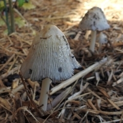 Coprinellus etc. (An Inkcap) at Macarthur, ACT - 31 Oct 2018 by RodDeb