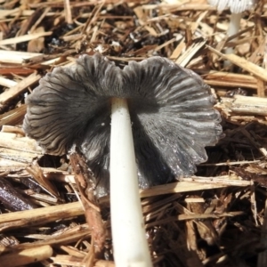 Coprinellus etc. at Macarthur, ACT - 1 Nov 2018