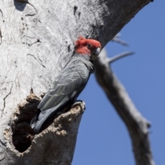 Callocephalon fimbriatum (Gang-gang Cockatoo) at Gossan Hill - 31 Oct 2018 by AlisonMilton