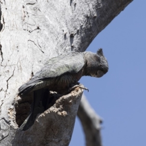 Callocephalon fimbriatum at Bruce, ACT - 1 Nov 2018