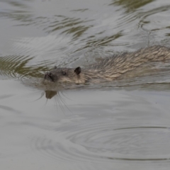 Hydromys chrysogaster (Rakali or Water Rat) at Lake Ginninderra - 1 Nov 2018 by Alison Milton
