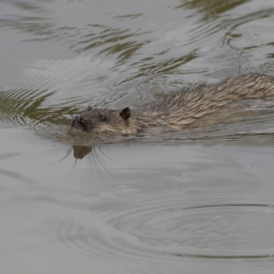 Hydromys chrysogaster (Rakali or Water Rat) at Belconnen, ACT - 1 Nov 2018 by Alison Milton