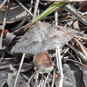 Taxeotis subvelaria at Kambah Pool - 1 Nov 2018 10:53 AM