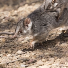 Pseudocheirus peregrinus (Common Ringtail Possum) at Black Mountain - 1 Nov 2018 by AlisonMilton