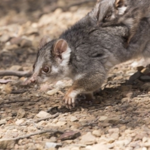 Pseudocheirus peregrinus at Hackett, ACT - 1 Nov 2018