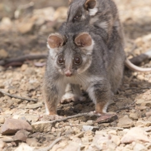 Pseudocheirus peregrinus at Hackett, ACT - 1 Nov 2018