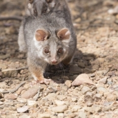 Pseudocheirus peregrinus at Hackett, ACT - 1 Nov 2018