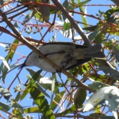 Lalage tricolor (White-winged Triller) at Kambah Pool - 31 Oct 2018 by RodDeb