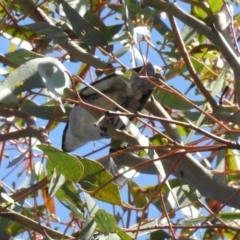 Lalage tricolor at Kambah Pool - 1 Nov 2018