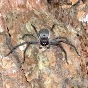 Isopeda (genus) at undefined - 25 Oct 2018 09:59 PM