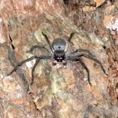 Isopeda (genus) (Huntsman Spider) at Undefined - 25 Oct 2018 by jb2602
